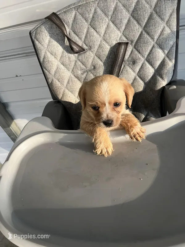 Leo – Chihuahua puppy for sale in Whiteville, NC