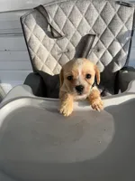 Leo, a male Chihuahua for sale in Whiteville, NC – Photo 3 of 5