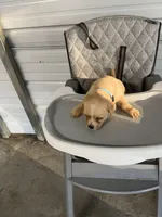 Leo, a male Chihuahua for sale in Whiteville, NC – Photo 5 of 5