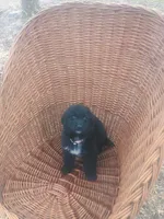 Tucker , a male German Shepherd Dog and Golden Retriever for sale in Whiteville, NC – Photo 3 of 4