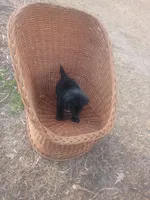 Tucker , a male German Shepherd Dog and Golden Retriever for sale in Whiteville, NC – Photo 4 of 4