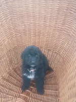Tucker , a male German Shepherd Dog and Golden Retriever for sale in Whiteville, NC – Photo 2 of 4