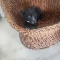 Billy, a male German Shepherd Dog and Labrador Retriever for sale in Whiteville, NC – Photo 3 of 3