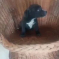 Billy, a male German Shepherd Dog and Labrador Retriever for sale in Whiteville, NC – Photo 2 of 3