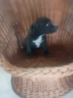 Billy, a male German Shepherd Dog and Labrador Retriever for sale in Whiteville, NC – Photo 2 of 3