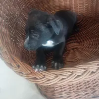 Billy, a male German Shepherd Dog and Labrador Retriever for sale in Whiteville, NC – Photo 1 of 3