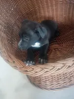 Billy, a male German Shepherd Dog and Labrador Retriever for sale in Whiteville, NC – Photo 1 of 3