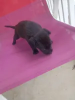 Charlie, a male German Shepherd Dog and Labrador Retriever for sale in Whiteville, NC – Photo 2 of 3