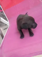 Charlie, a male German Shepherd Dog and Labrador Retriever for sale in Whiteville, NC – Photo 3 of 3