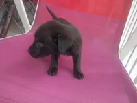 Charlie, a male German Shepherd Dog and Labrador Retriever for sale in Whiteville, NC – Photo 1 of 3