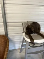 Gunner, a  Australian Shepherd and Labrador Retriever for sale in Whiteville, NC – Photo 6 of 6