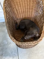 Gunner, a  Australian Shepherd and Labrador Retriever for sale in Whiteville, NC – Photo 4 of 6