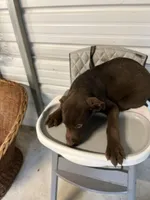 Gunner, a  Australian Shepherd and Labrador Retriever for sale in Whiteville, NC – Photo 5 of 6