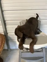 Gunner, a  Australian Shepherd and Labrador Retriever for sale in Whiteville, NC – Photo 3 of 6