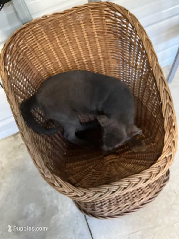 Gunner – Australian Shepherd, Labrador Retriever puppy for sale in Whiteville, NC