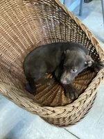 Gunner, a  Australian Shepherd and Labrador Retriever for sale in Whiteville, NC – Photo 2 of 6