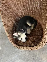 Bella, a female German Shepherd Dog for sale in Whiteville, NC – Photo 4 of 4