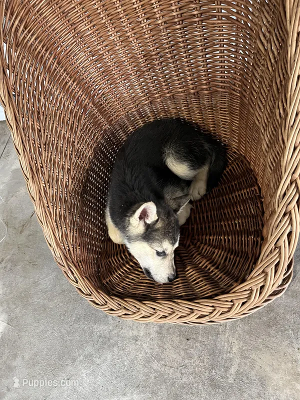 Bella – German Shepherd Dog puppy for sale in Whiteville, NC