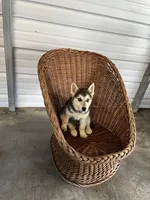 Bella, a female German Shepherd Dog for sale in Whiteville, NC – Photo 3 of 4