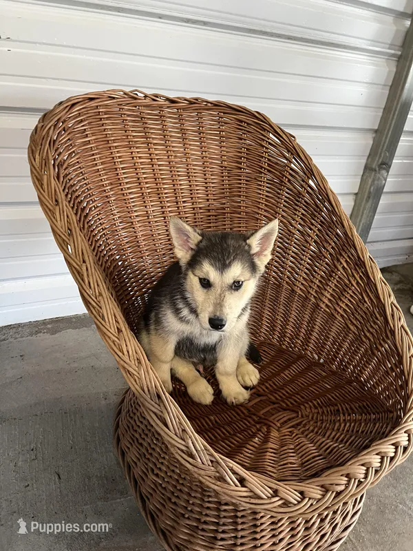 Bella – German Shepherd Dog puppy for sale in Whiteville, NC