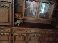 Milo, a male German Shepherd Dog and Labrador Retriever for sale in Whiteville, NC – Photo 4 of 4