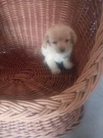 Puffy, a female Chihuahua for sale in Whiteville, NC – Photo 2 of 2