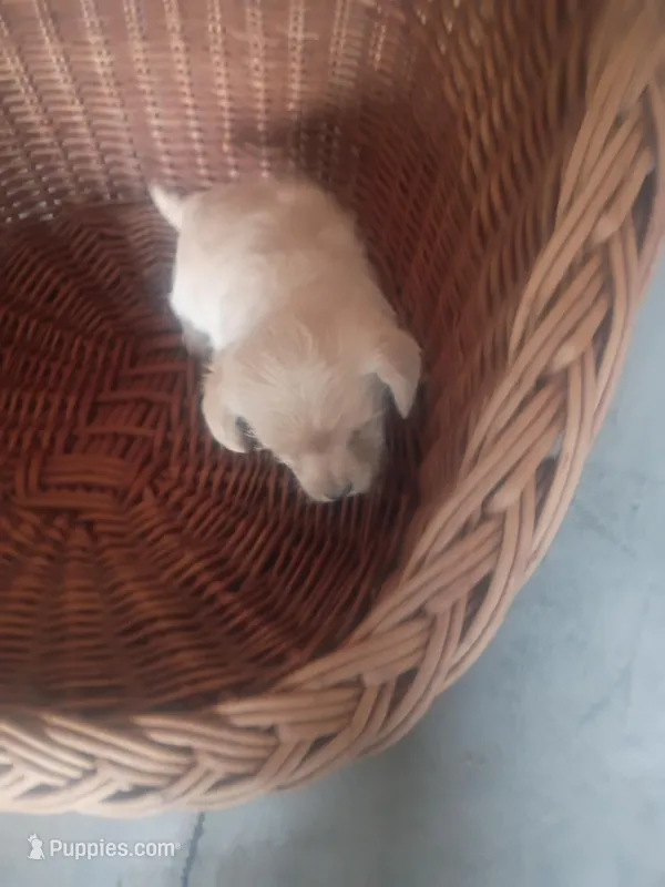 Puffy, a female Chihuahua for sale in Whiteville, NC – Photo 1 of 2