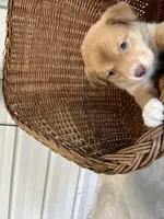 Willow, a female German Shepherd Dog and Labrador Retriever for sale in Whiteville, NC – Photo 3 of 6