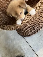 Willow, a female German Shepherd Dog and Labrador Retriever for sale in Whiteville, NC – Photo 2 of 6