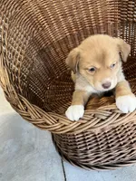 Willow, a female German Shepherd Dog and Labrador Retriever for sale in Whiteville, NC – Photo 6 of 6