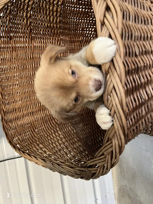 Willow – German Shepherd Dog, Labrador Retriever puppy for sale in Whiteville, NC