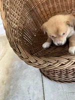 Willow, a female German Shepherd Dog and Labrador Retriever for sale in Whiteville, NC – Photo 4 of 6