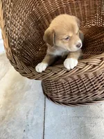 Willow, a female German Shepherd Dog and Labrador Retriever for sale in Whiteville, NC – Photo 5 of 6