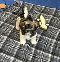 Samson, a male Havanese for sale in Sebring, FL – 3 of 3