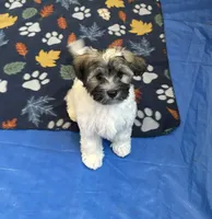 Toby, a male Havanese for sale in Sebring, FL – 3 of 3