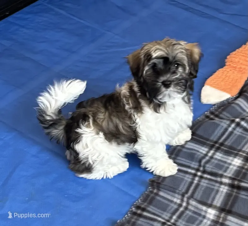 Samson – Havanese puppy for sale in Sebring, FL