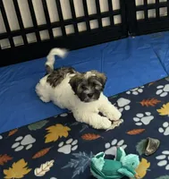 Toby, a male Havanese for sale in Sebring, FL – 2 of 3