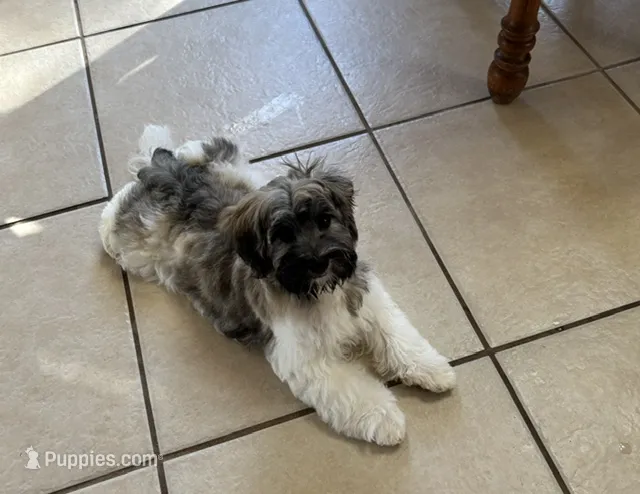 Samson – Havanese puppy for sale in Sebring, FL