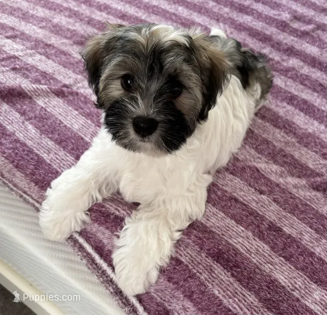 Toby – Havanese puppy for sale in Sebring, FL