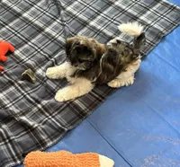 Samson, a male Havanese for sale in Sebring, FL – 2 of 3