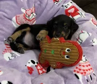 Gus, a male Miniature Australian Shepherd and Miniature Dachshund for sale in Rockport, TX – 1 of 1