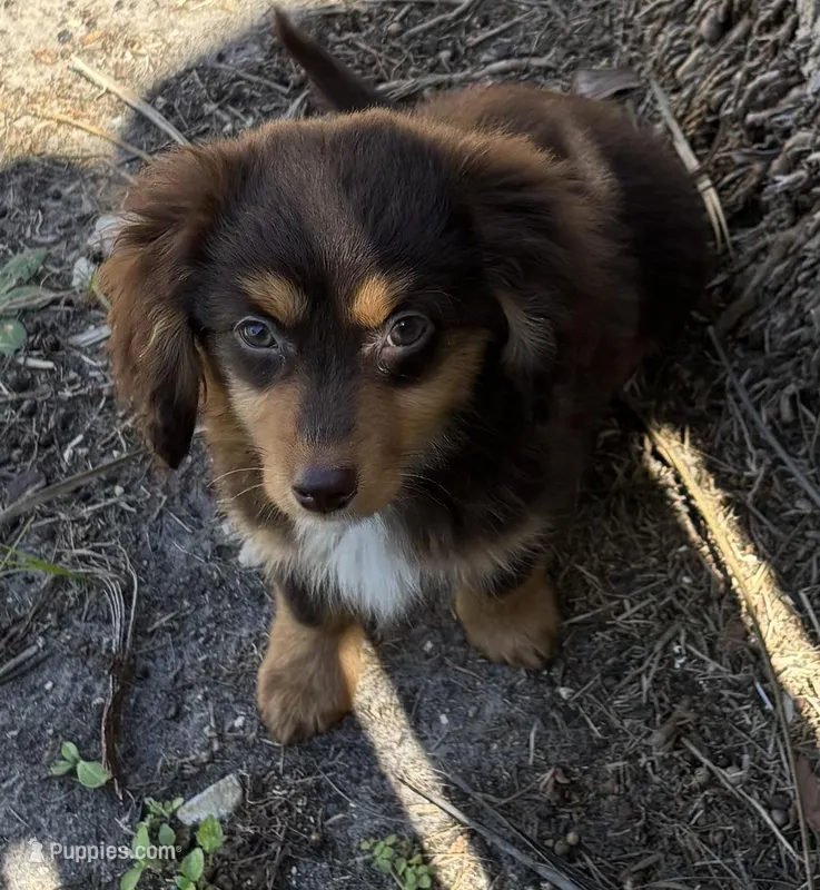 Weston – Miniature Dachshund puppy for sale in Rockport, TX
