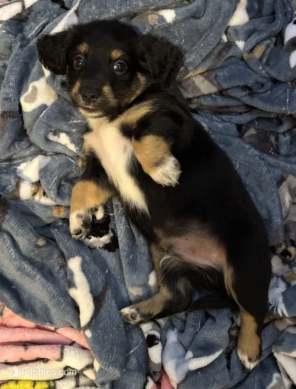 Henry – Miniature Australian Shepherd, Miniature Dachshund puppy for sale in Rockport, TX