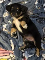 Henry, a male Miniature Australian Shepherd and Miniature Dachshund for sale in Rockport, TX – 1 of 1
