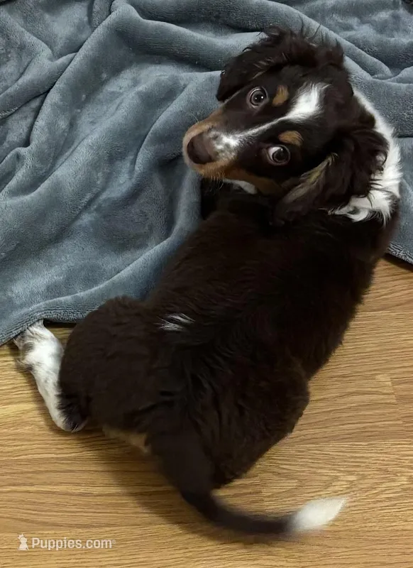 Oakley – Miniature Australian Shepherd puppy for sale in Rockport, TX