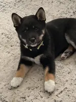 Kiko, a female Shiba Inu for sale in Centennial, CO – Photo 3 of 3