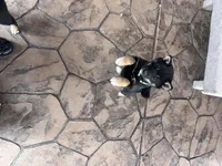 Kiko, a female Shiba Inu for sale in Centennial, CO – Photo 2 of 3