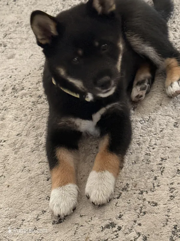 Kiko – Shiba Inu puppy for sale in Centennial, CO