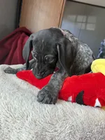Snoop, a male German Shorthaired Pointer for sale in Boonville, MO – 1 of 3