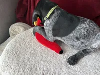 Charlie, a male German Shorthaired Pointer for sale in Boonville, MO – 3 of 3